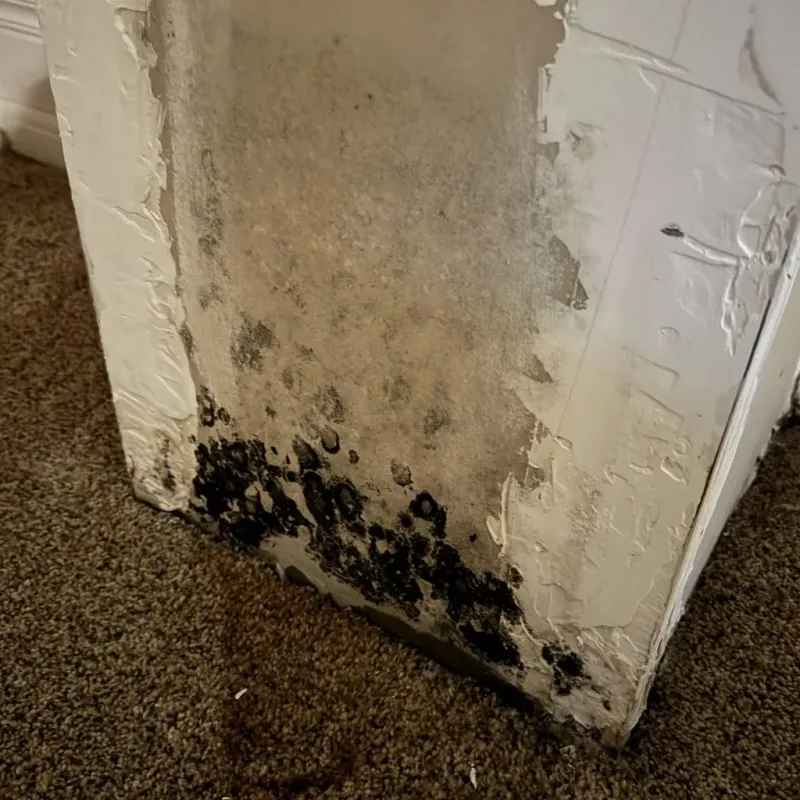 Professional Mold Removal in Beckemeyer, IL